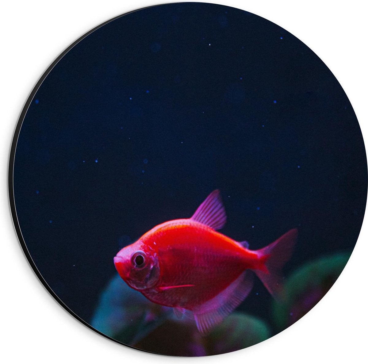 Dibond Wandcirkel - Rood Visje in Aquarium - 20x20cm Foto op Aluminium Wandcirkel (met ophangsysteem)