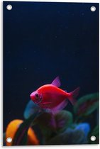 Tuinposter – Rood Visje in Aquarium  - 40x60cm Foto op Tuinposter  (wanddecoratie voor buiten en binnen)