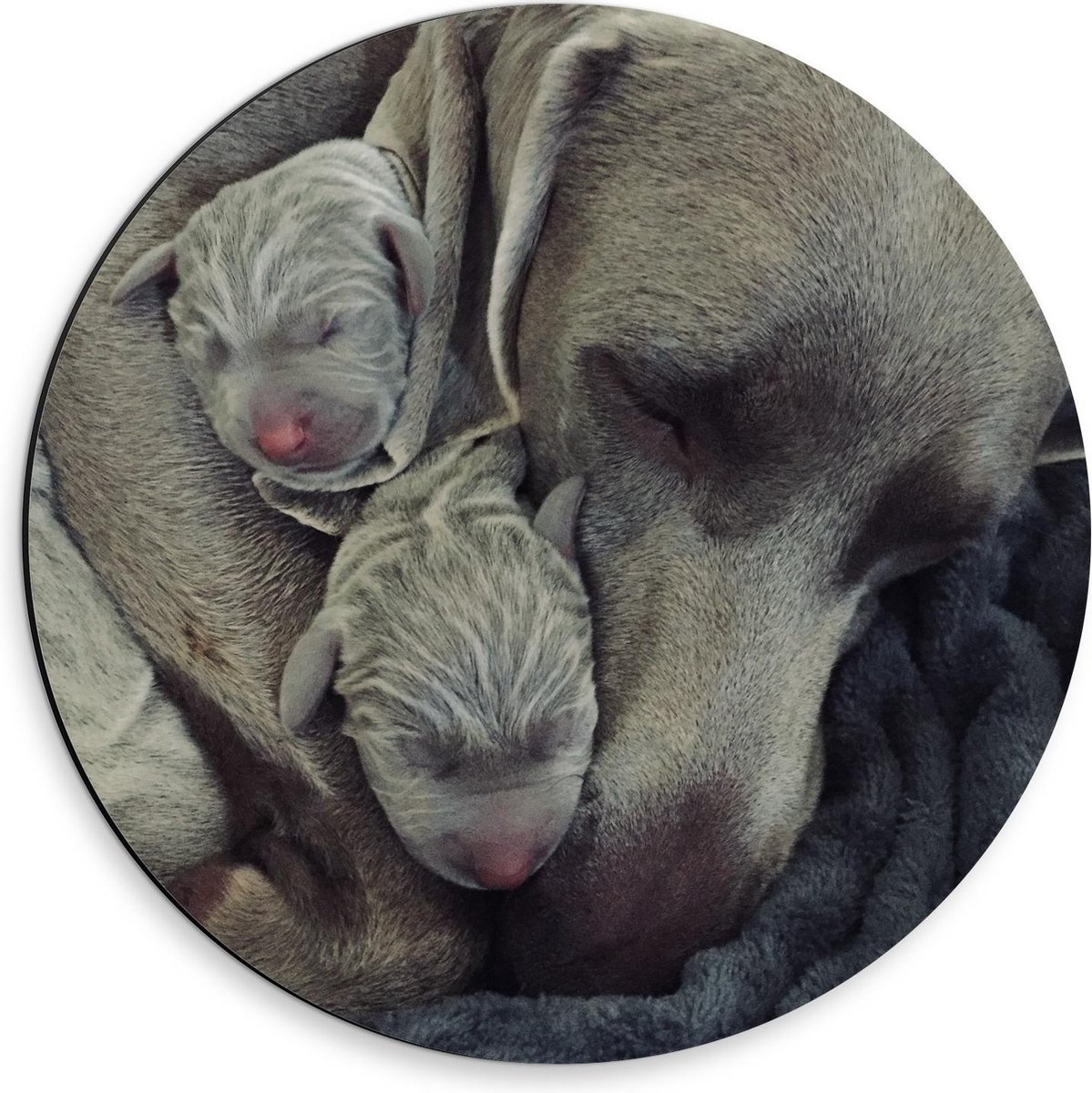 Dibond Wandcirkel - Grijze Hond met Puppy's - 30x30cm Foto op Aluminium Wandcirkel (met ophangsysteem)