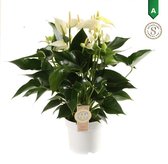 Hellogreen Kamerplant - Anthurium White Champion - 50 cm