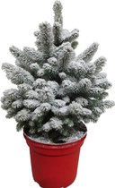 Hellogreen Kleine Mini Kerstboom - Picea met sneeuw - 60 cm