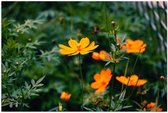 Poster – Oranje Bloemen aan Struik - 90x60cm Foto op Posterpapier