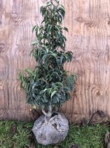 1 x Prunus Lusitanica 'Angustifolia' 60-80 cm in kluit