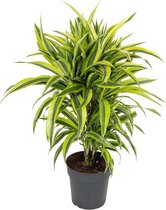 Dracaena Lemon Lime 90 cm