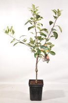 Patio Appelboom - Malus domestica 'Elstar' - Fruitboom- hoogte 90 - 100 cm