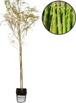 Asparagus officinalis ‘Xenolim’ groene asperge, 2 liter pot