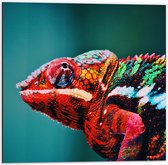 Dibond - Roodkleurige Kameleon  - 50x50cm Foto op Aluminium (Met Ophangsysteem)