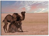 Dibond - Kamelen duo Staand & Liggend - 40x30cm Foto op Aluminium (Met Ophangsysteem)