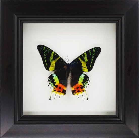 Apeirom Decoratief Opgezette Vlinder in 3D Lijst - 17.5*17.5cm - Lijst Donkerbruin