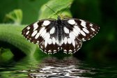 DP Diamond Painting Butterfly Black & White 60 x 40 cm
