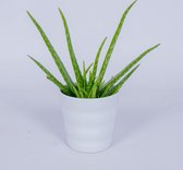 Aloë Vera kamerplant - In witte bloempot - ± 40cm hoog