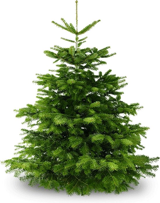 KRSTBM Nordmann Kerstboom - 150 - 175cm - A-kwaliteit mét tevredenheidsgarantie - Zonder kluit