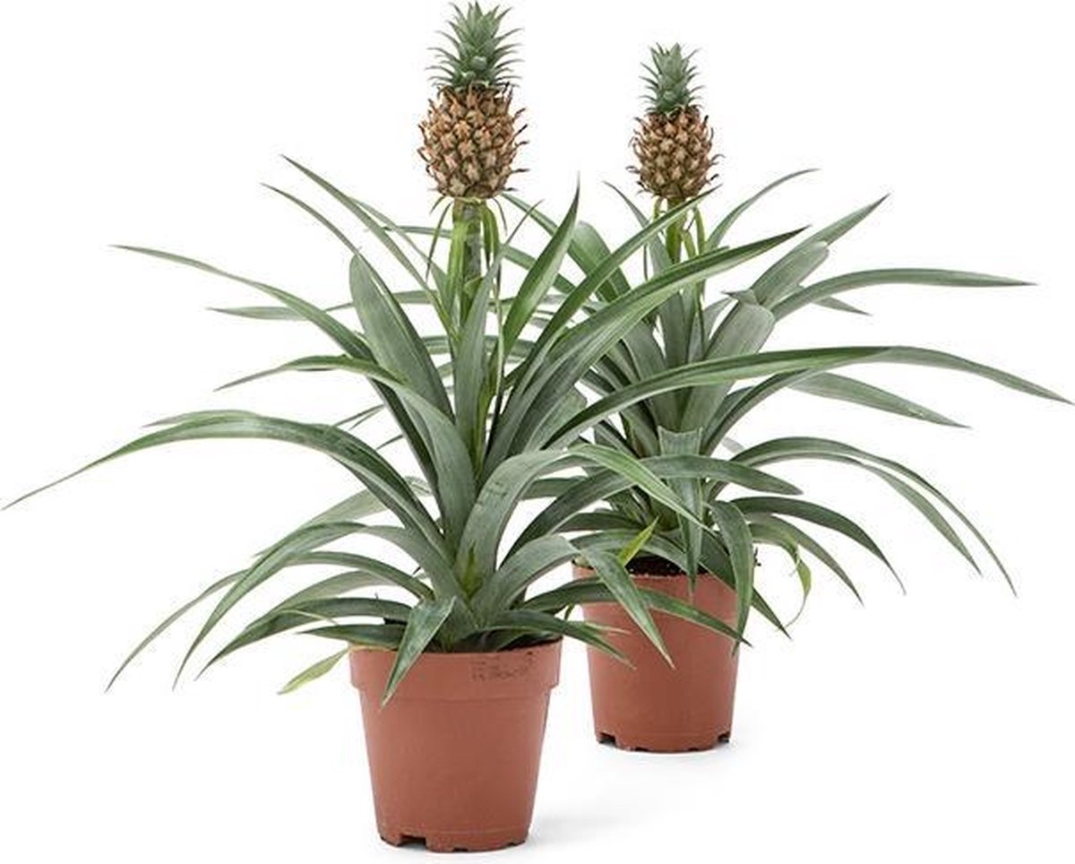 Advertentie Majestueus item Ananas Comosus 'Ananasplant' - 2 Stuks | bol.com