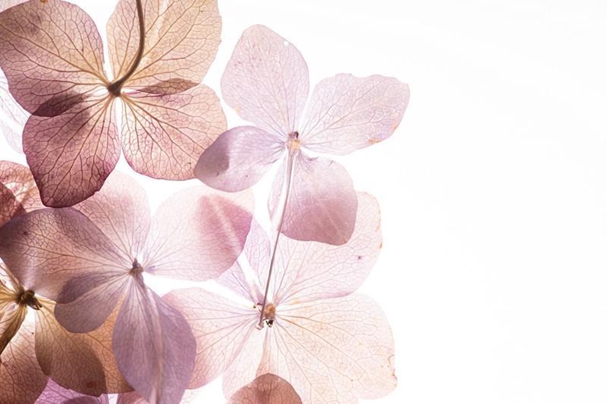 Roze Hydrangea (hortensia) bloemen Canvas 90 x 60 cm