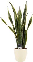 Decorum Sansevieria - Kamerplant - vrouwentong - Laurentii met Elho brussels soap