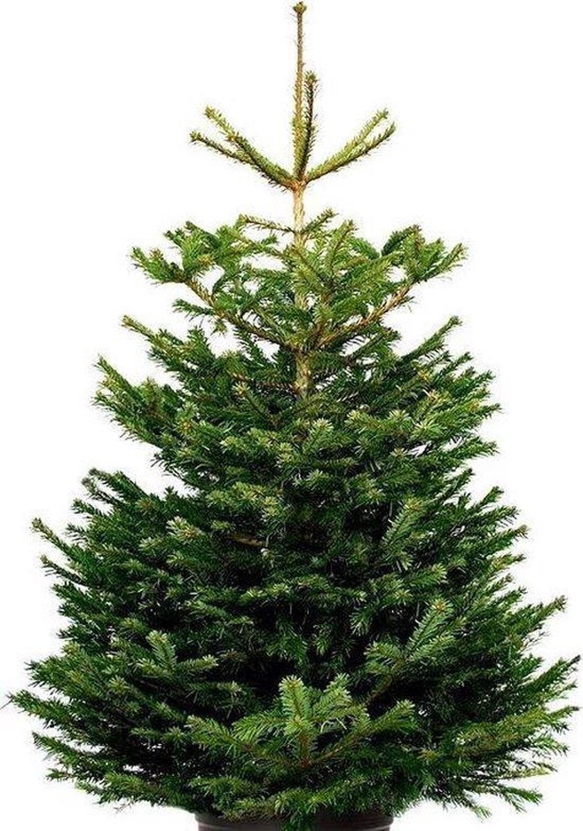 Blauw spar Nordmann Kerstboom gezaagd 160170 cm Mooie