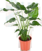 Alocasia Cucullata - kamerplant - Olifantsoorplant - in kwekerspot