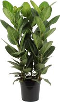 Ficus Audrey - kamerplant - in kwekerspot