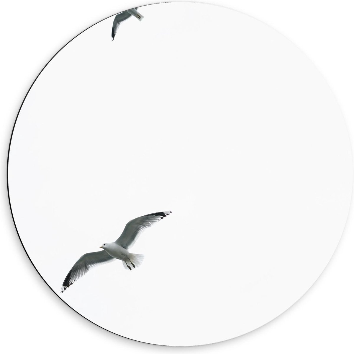 Dibond Wandcirkel - Groep Meeuwen in de Lucht - 60x60cm Foto op Aluminium Wandcirkel (met ophangsysteem)