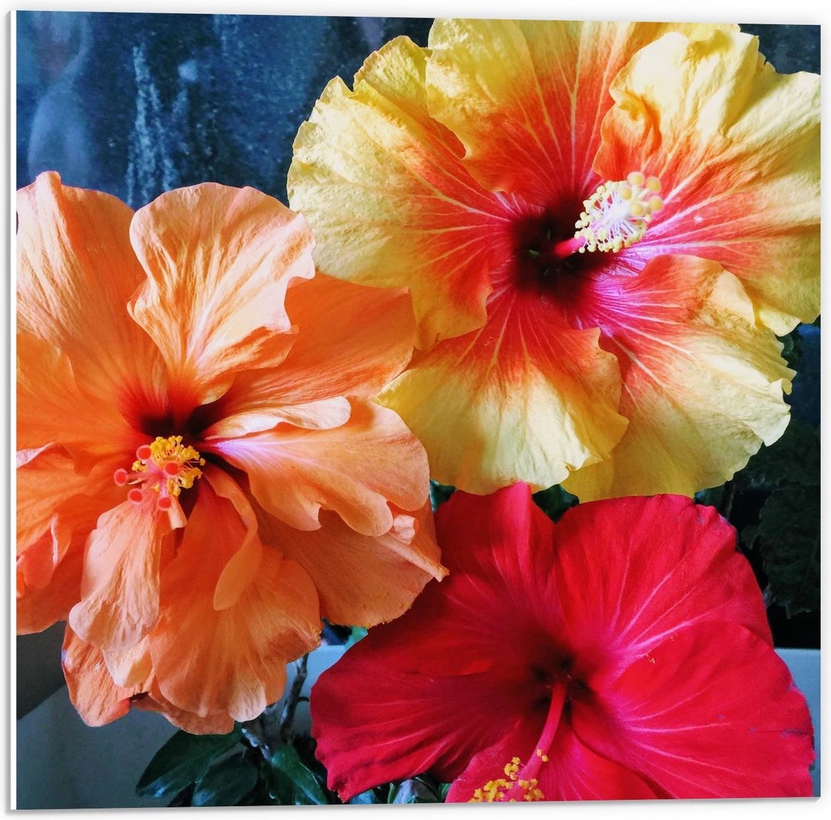 Forex - Gekleurde Bloementjes - 50x50cm Foto op Forex