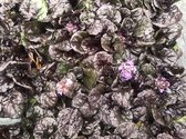 6 x Ajuga Reptans 'Black Scallop' - Kruipend Zenegroen pot 9x9cm