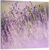 Dibond - Lavendelstruik met Paarse Vloed - 100x100cm Foto op Aluminium (Met Ophangsysteem)