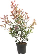 Photinia fraseri 'Red Robin' - Glansmispel - ↑40 - 60 cm in pot - Struik