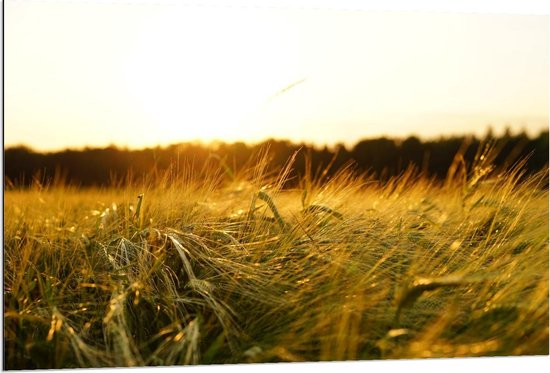 Dibond - Gerst in een Veld met Zonsondergang  - 120x80cm Foto op Aluminium (Met Ophangsysteem)