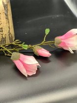 magnolia tak rose 83 cm