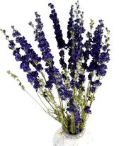 Droogbloemen | Gedroogde bloemen | Dried Flowers | Droogbloemen Boeket | Delphinium mix | 70 cm