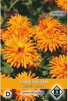 Van Hemert & Co - Goudsbloem Calexis Orange (Calendula officinalis)