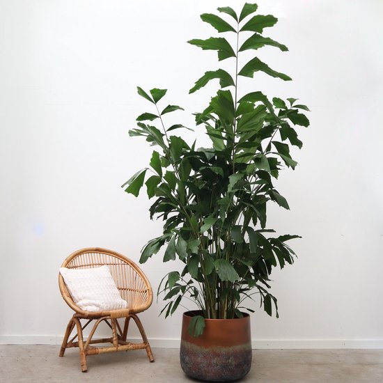 Caryota Mitis - 120cm