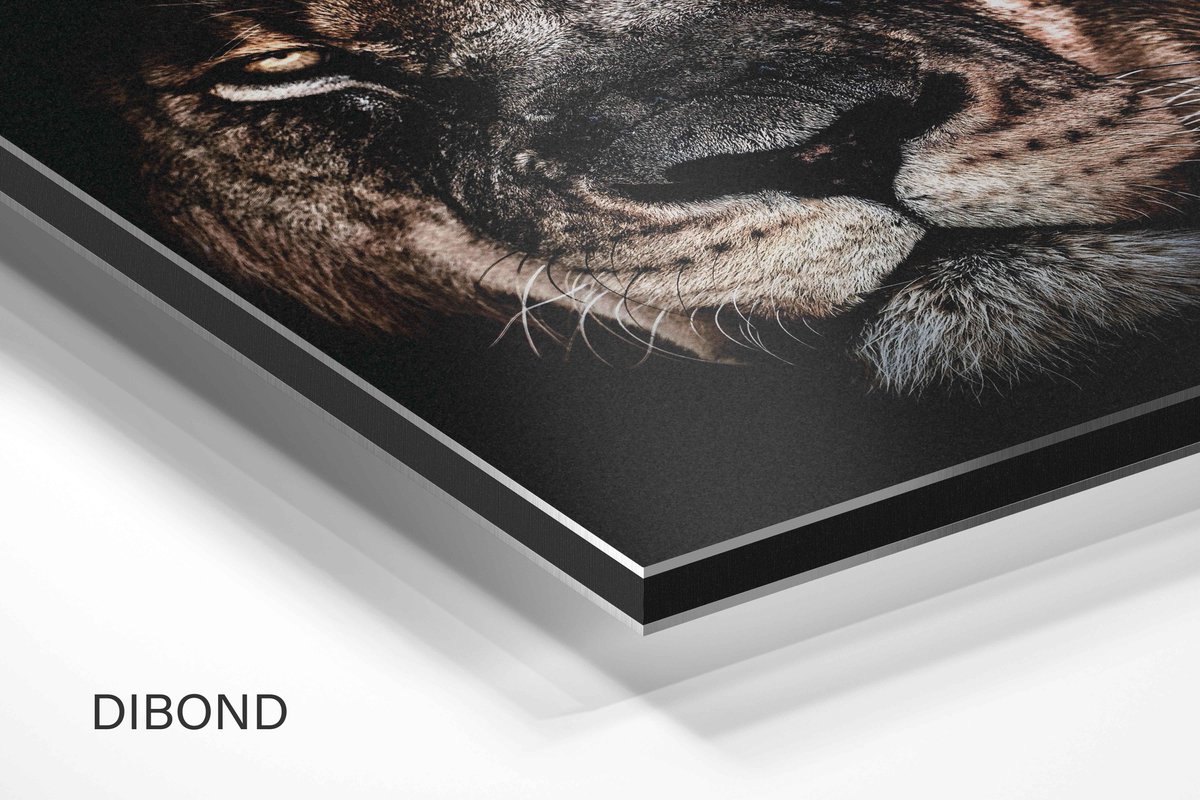 Leeuw schilderij – 110x73cm op aluminium dibond, inclusief ophangsysteem - Leeuw wanddecoratie – Zwart wit schilderij – Dibond schilderij - Dibond - Muurdecoratie - Wanddecoratie – Schilderij – Leeuw