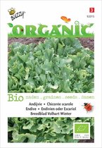 Buzzy Organic - Andijvie Nr. 5 BIO - inh.: 2 gram