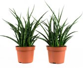 Sanseveria Fernwood Punky