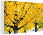 Canvas Schilderij Boom tijdens herfst - 60x40 cm - Wanddecoratie