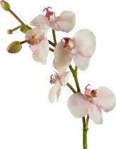 Fabulous Flowers - 3,0 sts mini orchidee plantje wit/roze 44 cm - zonder pot