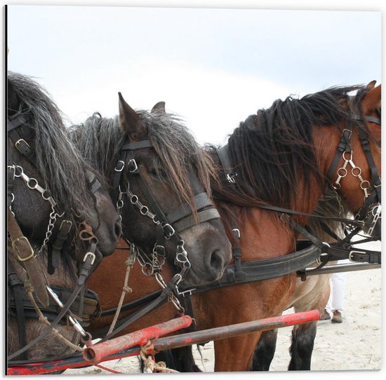 Dibond - Paarden met Kar op het Strand - 50x50cm Foto op Aluminium (Met Ophangsysteem)