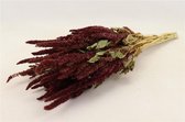 Droogbloemen Amaranthus - Rood