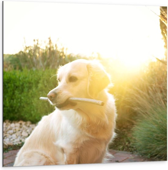 Dibond - Hond met Stok in de Tuin - 100x100cm Foto op Aluminium (Met Ophangsysteem)