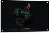 Tuinposter – Zwarte Haan Zwarte Achtergrond - 90x60cm Foto op Tuinposter  (wanddecoratie voor buiten en binnen)