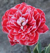 Rood wit Tulpenbollen Dazzling Sensation met 25 Tulpen Bollen - Bloembollen Voorjaar