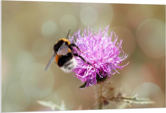 Forex - Honingbij op Paarse Bloem - 120x80cm Foto op Forex