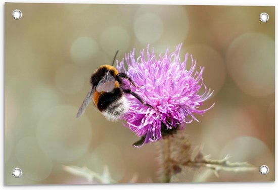 Tuinposter - Honingbij op Paarse Bloem - Foto op Tuinposter (wanddecoratie voor buiten en binnen)