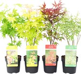 4x Acer Palmatum 'Mix' - Japanse Esdoorn Oranje, Groen, Rood en Paars - ↑ 30-35cm - Ø 10,5cm