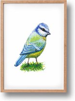 Poster pimpelmees - A4 - mooi dik papier - Snel verzonden! - vogel - dieren in aquarel - geschilderd door Mies