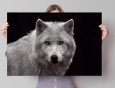 Poster Witte Wolf 61x91,5 cm