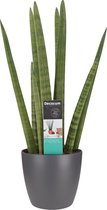 Kamerplant van Botanicly – Vrouwentongen incl. sierpot antraciet als set – Hoogte: 70 cm – Sansevieria Cylindrica