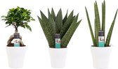 Kamerplanten van Botanicly – 3 × Vrouwentongen incl. sierpot wit als set – Hoogte: 30 cm – Sansevieria Zeylanica, Sansevieria Cylindrica, Ficus Ginseng