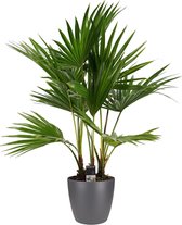 Kamerplant van Botanicly – Waaierpalm incl. sierpot antraciet als set – Hoogte: 100 cm – Livistona Rotundifolia